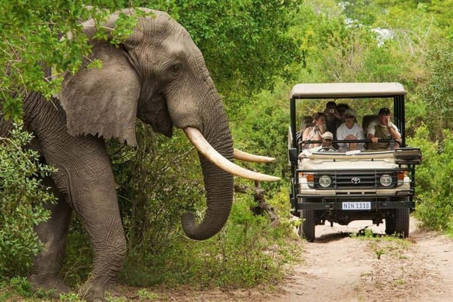 3 DAYS, 2 NIGHTS SAFARI FROM ZANZIBAR TO MIKUMI BY FERRY. - Day 2 in Mikumi: the early start that helps you see lions, elephants, and zebras