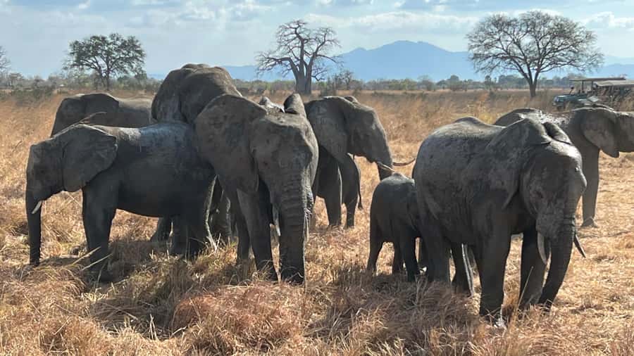 3 DAYS, 2 NIGHTS SAFARI FROM ZANZIBAR TO MIKUMI BY FERRY. - Who this Mikumi trip is best for