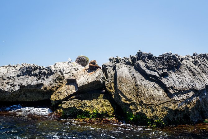 Adventure Rottnest Tour with Ferry & Adventure Cruise - Free afternoon on Rottnest: bikes, beaches, quokkas