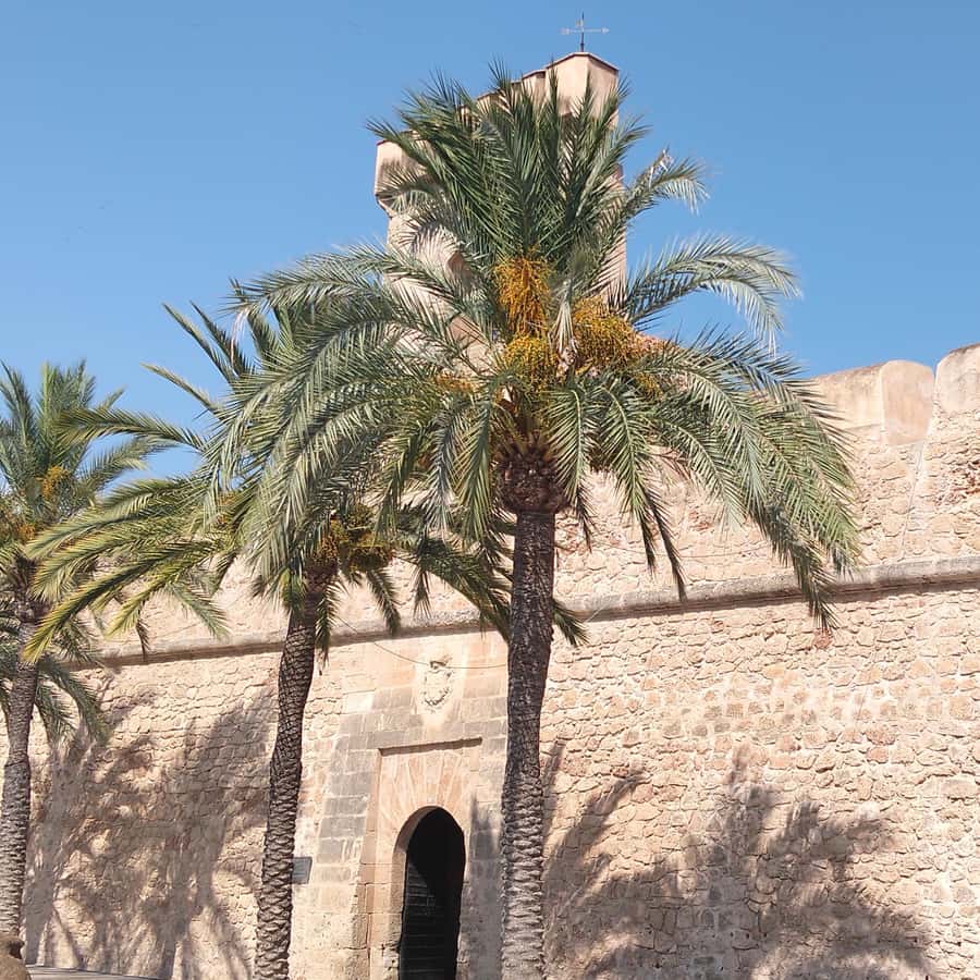Alicante/Torrevieja: Excursion to Tabarca by ferry, Santa Pola, and Laguna Rosa - Snorkeling and swim time: how to make the most of the 2 hours