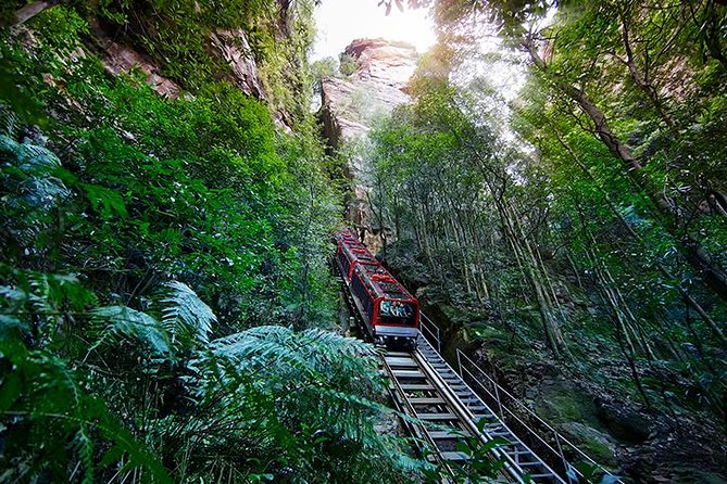 All Inclusive Blue Mountain,Scenic World,Lunch,Koalas,ferry - Koalas and Kangaroos at Featherdale or Sydney Zoo