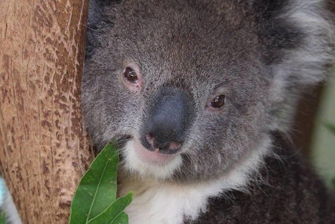 All Inclusive Blue Mountain,Scenic World,Lunch,Koalas,ferry - Ferry Back to Sydney Harbour: A Calm Ending