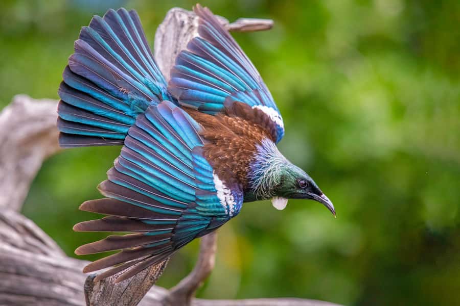 Auckland: Tiritiri Matangi Island Ferry - Key highlights worth planning around