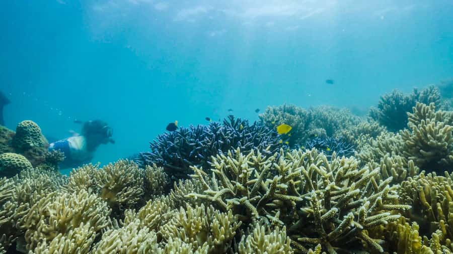 Cairns: Fitzroy Island Ferry with Optional Lunch & Activity - Snorkelling off the sand: when the island does the work for you