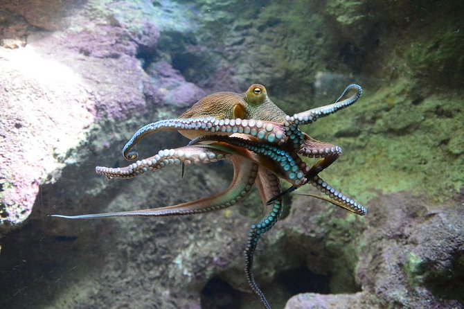 Crystal Caves, Aquarium, City of Hamilton and Ferry - Should you book this Crystal Caves, Aquarium, Hamilton and Ferry tour?