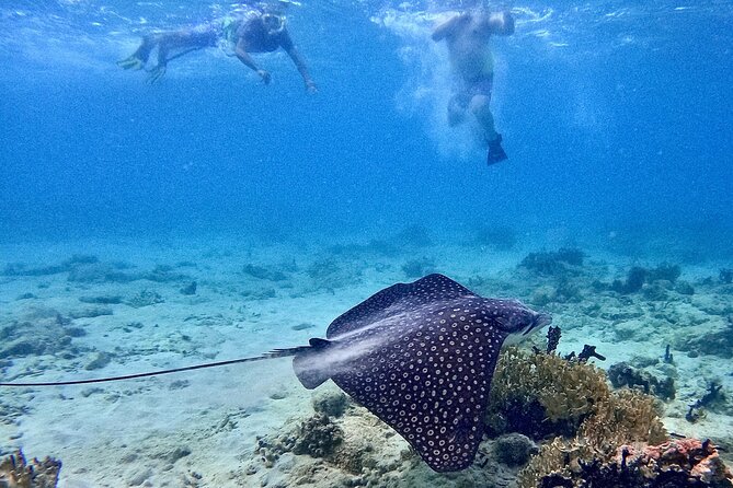 Culebra Swim with Turtles Adventure and Flamenco Beach by Ferry - Tamarindo Beach snorkeling: gear, sea turtles, and what a real swim involves