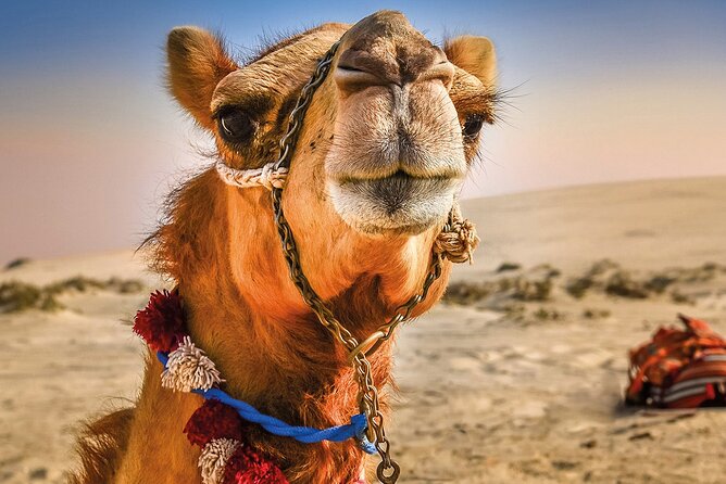 Cultural excursion for one day to Tangier with ferry included - Key Things That Make This Day Trip Work