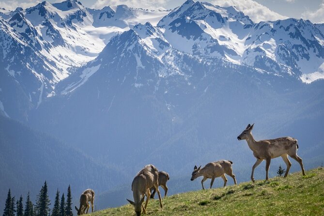 Explore Olympic National Park from Seattle through Van /Ferry - Guides and timing: the difference between a drive day and a guided day