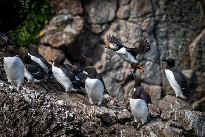 Ferry to Ireland's Eye in Howth - Key Things I’d Pay Attention To