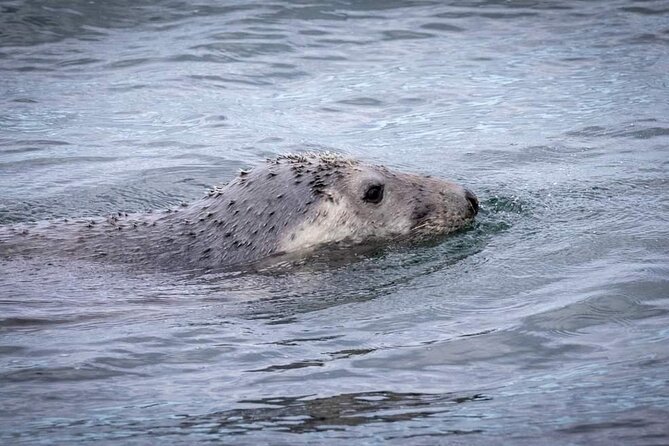 Ferry to Ireland's Eye in Howth - Ireland’s Eye: The Most Efficient Nature Escape From Howth
