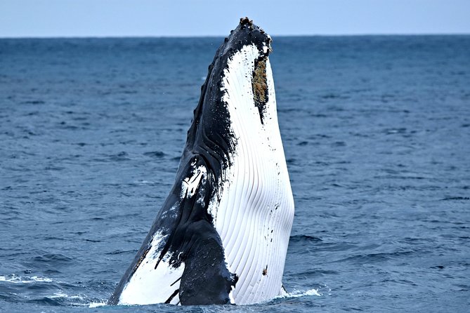 Fremantle to Rottnest Island Roundtrip Ferry Ticket - Beaches, Quokkas, bikes, and getting around without wasting time