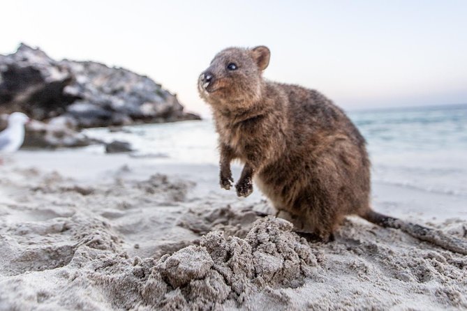 Fremantle to Rottnest Island Roundtrip Ferry Ticket - The 4:00pm return: the part that can make or break the day