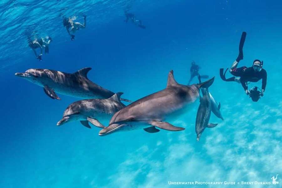 From Fort Lauderdale: Bimini Island Day Trip by Ferry - Who This Trip Suits Best (and Who Should Skip It)