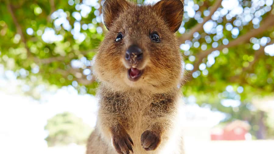 From Fremantle: Rottnest Island Ferry & Bus Day Tour - Should you book this Rottnest Island ferry and bus day trip?