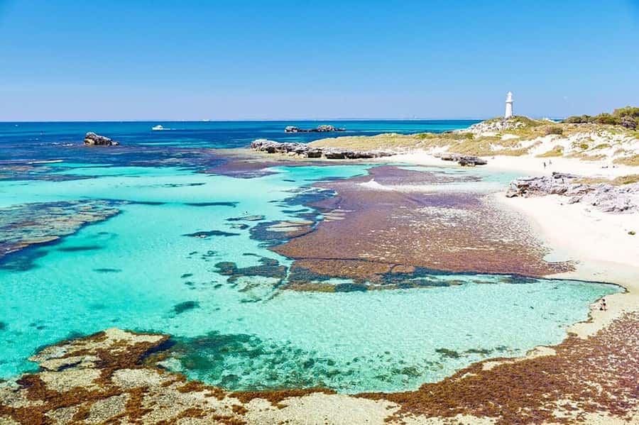 From Perth or Fremantle: Rottnest Island Ferry and Bus Tour - Key Highlights You’ll Care About