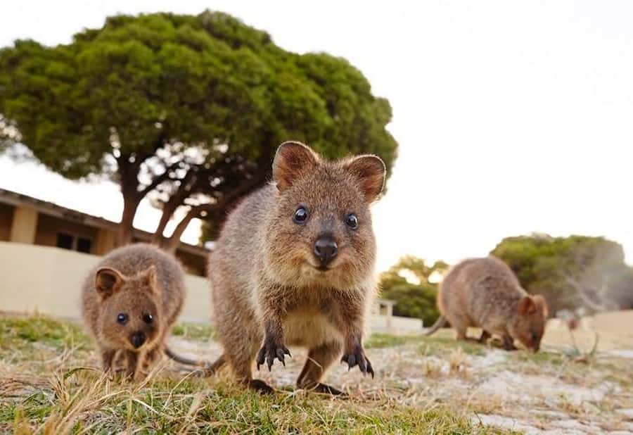 From Perth: Rottnest Island Ferry & Bike Trip - Timing the Last Ferry: Avoid the Panic Sprint