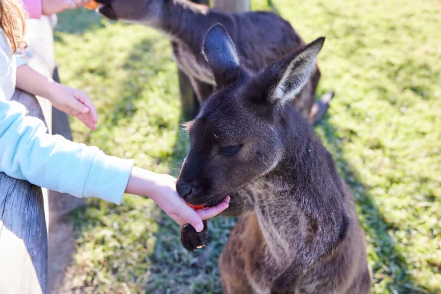 From Sydney: Blue Mountains, Scenic World, Zoo, & Ferry Ride - Price and Value: What the $139 Gets You