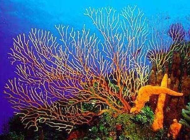 FunDiving in Cozumel - By Ferry - 2 Tanks in the wonderful Caribbean sea - Key things to know before you go