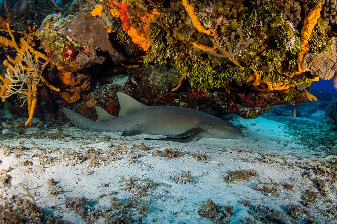 FunDiving in Cozumel - By Ferry - 2 Tanks in the wonderful Caribbean sea - Why Cozumel’s UNESCO reef is worth an early ferry