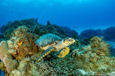 FunDiving in Cozumel - By Ferry - 2 Tanks in the wonderful Caribbean sea - Meeting point and getting to the boat