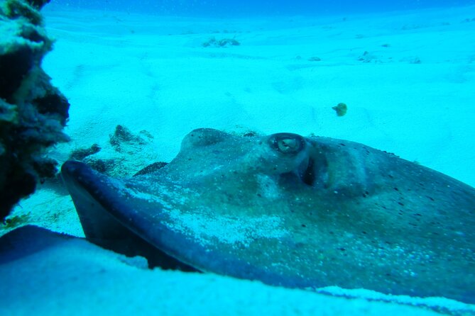 FunDiving in Cozumel - By Ferry - 2 Tanks in the wonderful Caribbean sea - The second site: caves, formations, and bigger marine moments