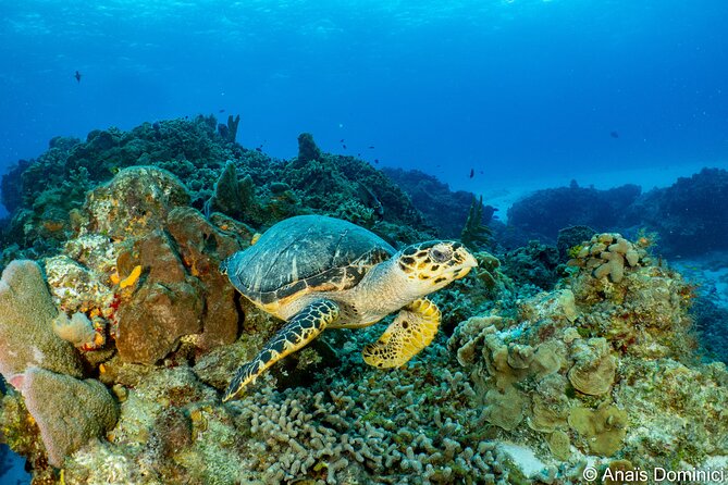 FunDiving in Cozumel - By Ferry - 2 Tanks in the wonderful Caribbean sea - Meeting point and getting to the boat