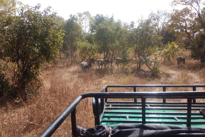 Gambia to Senegal Tour with Ferry Crossing and Safari Park - Key highlights you should know before you go