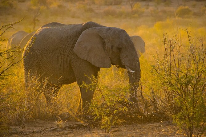 Gambia to Senegal Tour with Ferry Crossing and Safari Park - Fathala Wildlife Reserve: your safari block in Senegal
