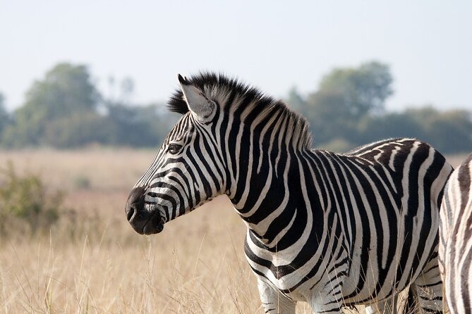Gambia to Senegal Tour with Ferry Crossing and Safari Park - Price and value: what $148.72 really covers