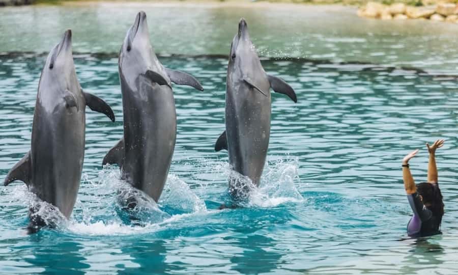 Gold Coast: Sea World Cruise & Entry Combo Ticket - Why this HOPO + Sea World ticket is good value