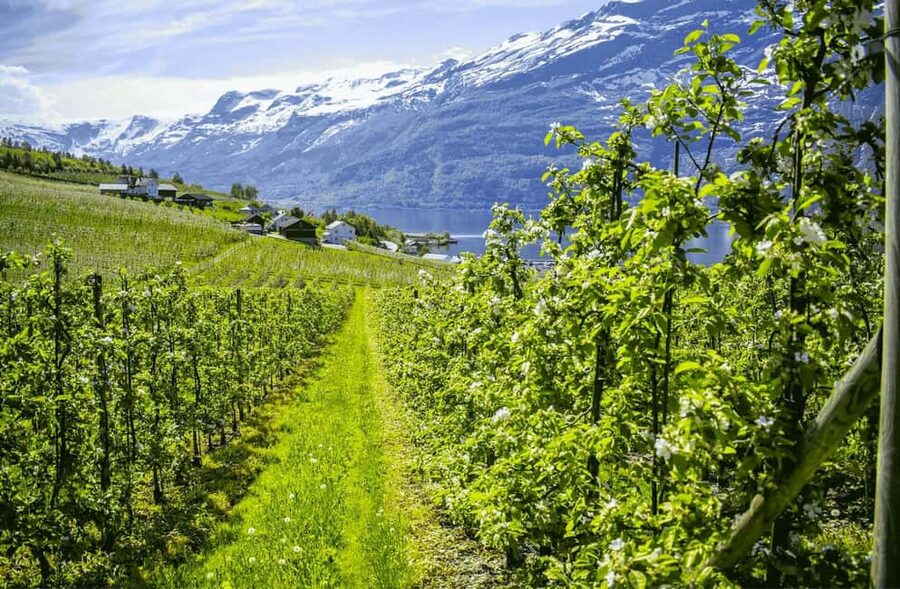 Guided tour: Hardangerfjord, Waterfalls and Ferry crossing - Key things you’ll remember about this Hardangerfjord day