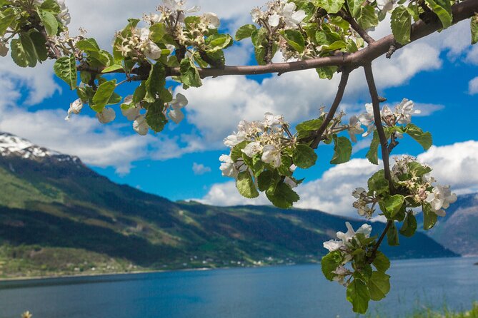 Guided tour to Hardanger Fjord, Waterfalls and Ferry Crossing - Herand Marina Stop: Tiny, Practical, and Honestly Handy