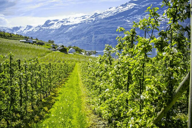 Guided tour to Hardangerfjord with Waterfalls and Ferry Crossing - Bergen to Hardangerfjord: why this day tour feels efficient