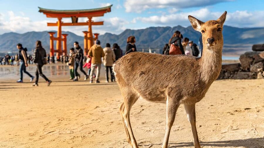 Hiroshima to Miyajima: Private Custom Tour with Ferry Ride - The Ferry Ride: Why This Start Feels Like the Real Trip