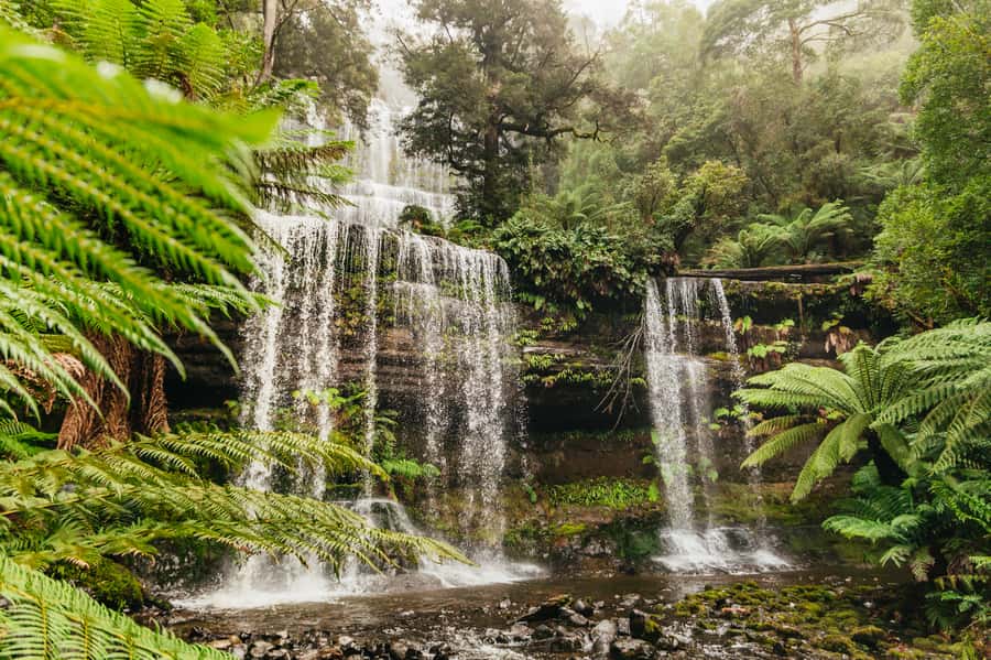 Hobart: Mt Wellington, Mt Field, Bonorong and Richmond Trip - Key Points You’ll Care About
