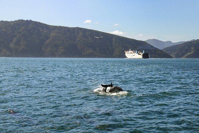 InterIslander Ferry - Wellington to Picton - Baggage, bikes, and pets: what’s allowed, what’s strict, and what costs extra