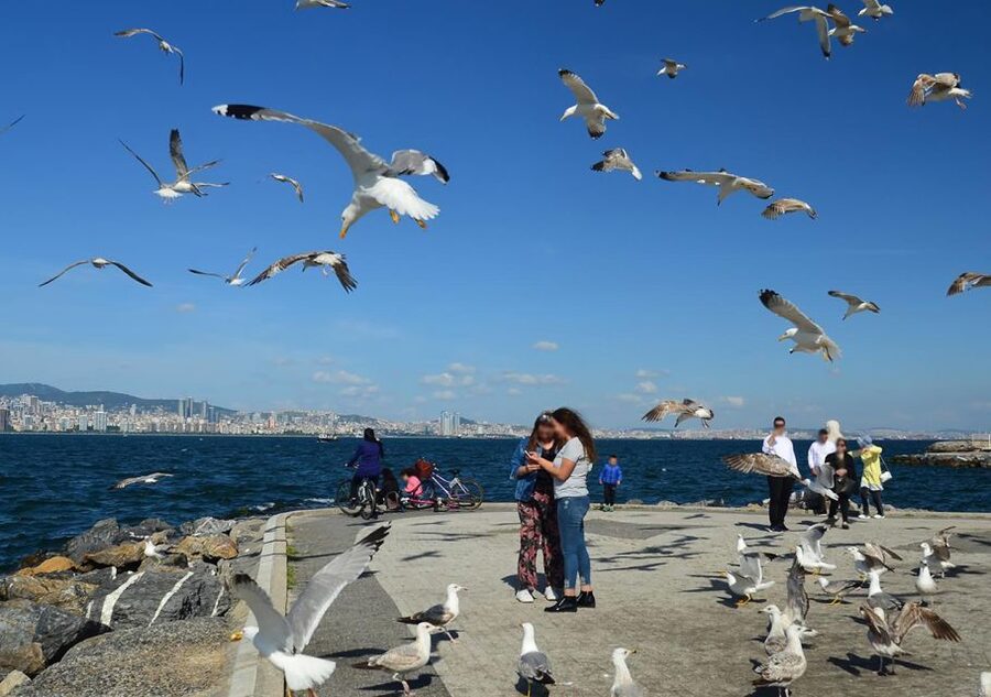 Istanbul: Round-Trip Ferry Tickets to the Princes' Islands - Who This Trip Fits Best (and Who Might Want a Different Day Plan)