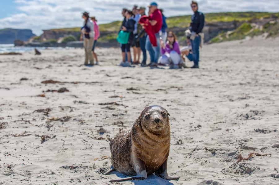 Kangaroo Island Full Day Experience by Ferry Including Lunch - Value for money: what $267 really buys you