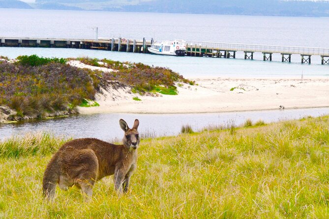 Maria Island Ferry - Hobart Bus Connection (Return Service) - Hobart CBD to Triabunna: the shuttle’s real superpower
