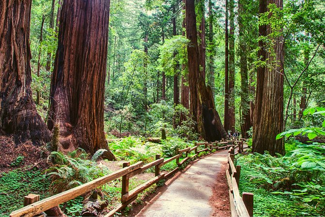 Muir Woods and Sausalito + Ferry, Alcatraz Night Tour & Aquarium Access - Muir Woods National Monument: 90 Minutes Under the Redwoods