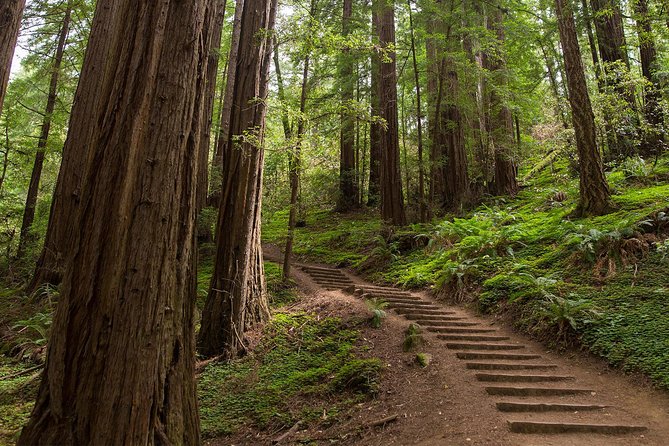 Muir Woods and Sausalito (Return by Bus or Ferry) - Return to San Francisco: Bus Ride vs. Ferry Views