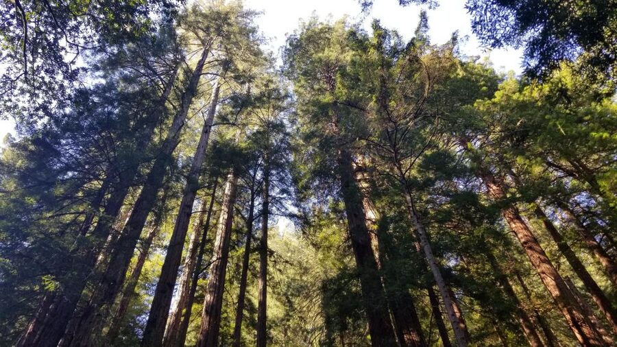 Muir Woods, Sausalito and Ferry back to Fisherman's Wharf - First Pickups and The Van Ride Around San Francisco