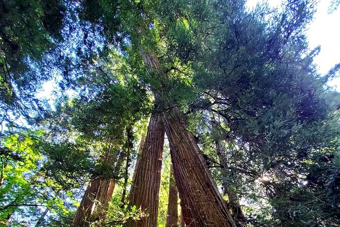 Muir Woods Sausalito Entry & Ferry to Fishermans Wharf included - Marin County viewpoints en route to Muir Woods