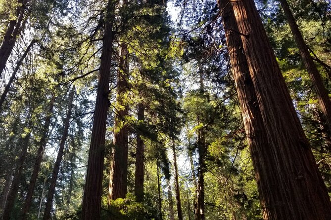 Muir Woods Sausalito Entry & Ferry to Fishermans Wharf included - Muir Woods National Monument: old-growth redwoods with a 1 hour 20 minute window