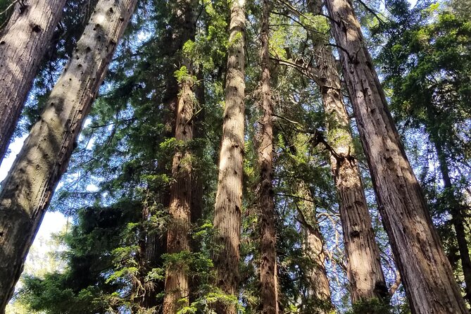 Muir Woods Sausalito Entry & Ferry to Fishermans Wharf included - Sausalito with 3 hours to eat, wander, and look at the bridges