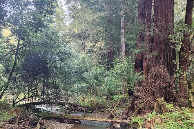 Muir Woods Sausalito Entry & Ferry to Fishermans Wharf included - Price and comfort: what $110 covers and who gets the most value