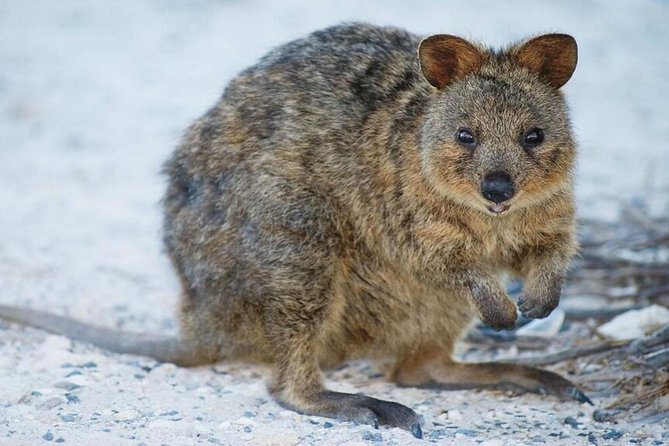 Perth to Rottnest Island Roundtrip Ferry Ticket - Practical tips to make this ferry day feel effortless