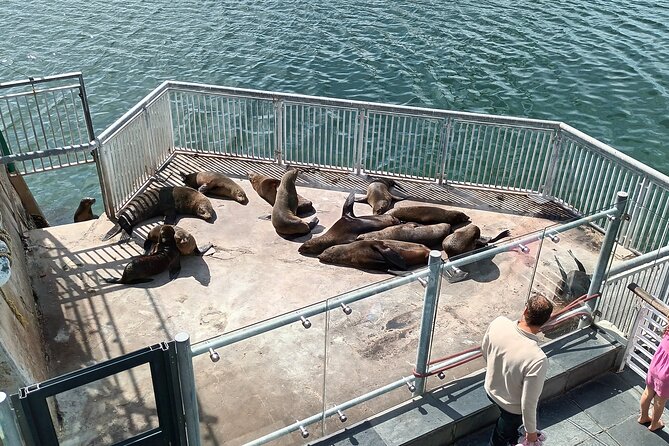 Robben Island Cape Of Good Hope Penguins Including Ferry Ticket - Why this Robben Island + Penguins + Cape Peninsula day works