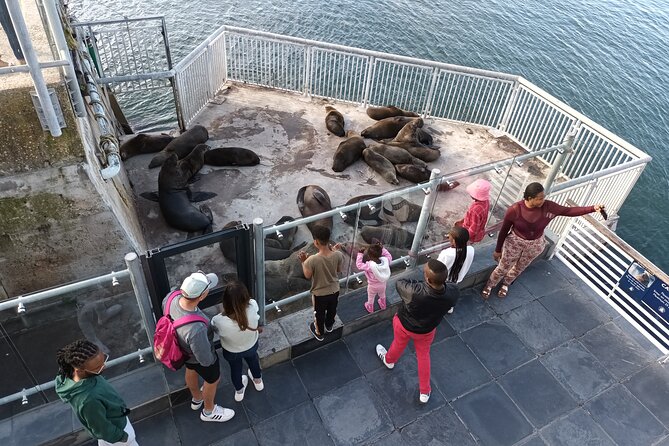 Robben Island Cape Of Good Hope Penguins Including Ferry Ticket - Logistics that matter: pickup, timing, and staying comfortable all day