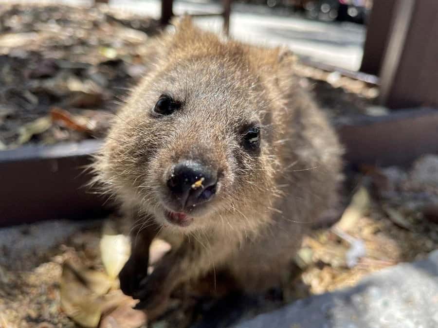 Rottnest Island Ferry and 1.75 Hr Bus Tour - Wadjemup Lighthouse outside viewing: what it’s like and why it’s worth planning for